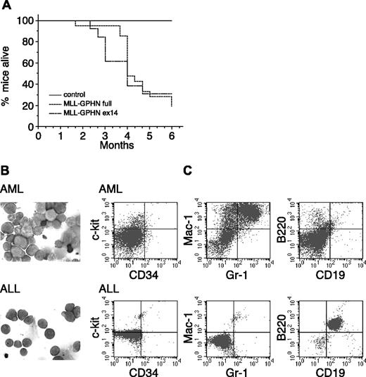 Figure 4. MLL-GPHN immortalized cells cause leukemia in vivo. (A) Survival curves of mice (n ≥ 10) injected with immortalized cells by MLL-GPHN full-length, MLL-GPHN ex 14, or mock-injected (control) mice. (B) May-Grünwald/Giemsa–stained cells from bone marrow of injected mice (original magnification, × 600). Massive infiltration of leukemic cells in bone marrow is observed, which also appears in peripheral blood. (C) Fluorescence-activated cell sorter analysis of leukemic cells. Myeloid lineage-specific markers are apparent in most of the mice, although lymphoid lineage-specific markers are detected in some mice.