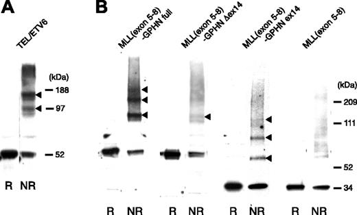Figure 5. Oligomerization of MLL-GPHN full and ex14. The 293T cells transiently expressing MLL(exon 5-8)–GPHN or its mutants were cross-linked in vivo and analyzed by Western blot after SDS-PAGE in reducing (R) or nonreducing conditions (NR) using anti-Flag antibody (B). The arrowheads indicate the cross-linked species. Cells expressing Flag-tagged TEL were used as a positive control for detecting oligomerization (A).