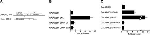 Figure 6. GPHN lack intrinsic transcriptional activation and repression properties. Five tandemly arrayed GAL4 recognition sites were introduced upstream of a HSV thymidine kinase (TK) promoter (A) and used to assess the effects of GPHN on transcriptional activity. X represents different genes shown in B and C. GAL4(DBD)–GPHN full and GAL4(DBD)–GPHN ex14 lack transcriptional activation (B) or repression activities (C) in transient assays. The results are presented as the fold activation or repression relative to the empty expression plasmid. The result is the average of normalized luciferase values of at least 3 independent experiments.