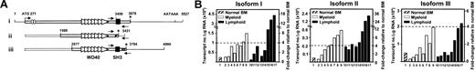 Figure 4. Expression of AHI-1 isoforms are variably altered in human leukemic cell lines. (A) Schematic diagram of human AHI-1 isoforms (i-iii). The numbers refer to the positions of the nucleotides. Open reading frames are indicated by thick bars, boxes, and triangles. Untranslated sequences are indicated by thin lines. In-frame stop codons are indicated by asterisks. The position of the specific primers used to detect each isoform are indicated by the arrows. (B) Absolute AHI-1 isoform transcript levels were calculated as described in “Patients, materials, and methods” from real-time RT-PCR analyses of a single set of the same RNA samples used to generate the data shown in Figure 3A but, in this case, specific primers to detect each isoform separately (A) and the corresponding standard curves were used. Lane 1 indicates unfractionated normal BM cells; lanes 2-9, various myeloid cell lines known as Mo7E, AML5, KG1, TF1, U937, HL60, K562, THP1; lanes 10-17, various lymphoid cell lines known as Im9, Daudi, Raji, Jurkat, CC119, MT4, Hut102, and Hut78.