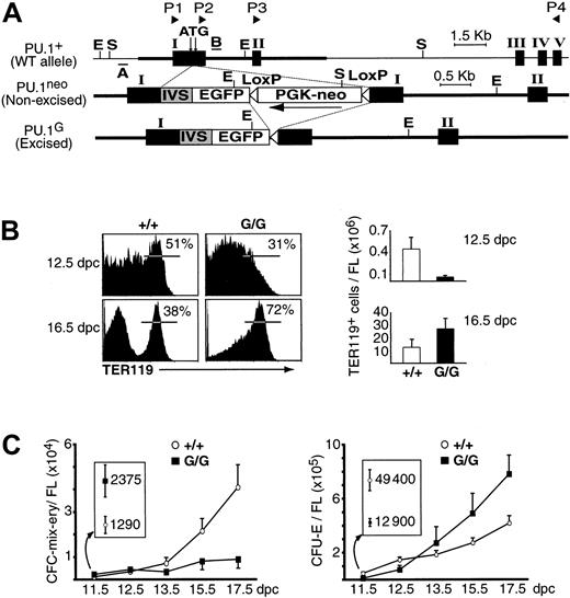 Figure 1. Erythroid phenotype of PU.1G/G fetuses. (A) Representation of targeted PU.1 allele. Black boxes indicate exons (exon I not to scale). Exon numbers are indicated by roman numerals. RT-PCR primers (P1-P4) are shown at the top. The DNA fragment present in the targeting vector is depicted with a thicker line in the WT allele. A and B are the probes used for Southern blot analyses; E, EcoRI; S, SpeI; IVS, intron from the rabbit β-globin gene. (B) Altered erythropoiesis in PU.1G/G FL. The 12.5- and 16.5-dpc FL cells were analyzed for TER119 expression by flow cytometry. Bar graphs display the average number of TER119+ cells per FL, calculated from 6 mutant and 6 WT fetuses for each stage. (C) Quantification of immature (CFC-mix/ery; left panel) and mature (CFU-E; right panel) erythroid precursors at different stages of PU.1G/G and WT FL development. Means and SDs were obtained using more than 3 fetuses of each genotype from 2 different experiments, per stage of development.