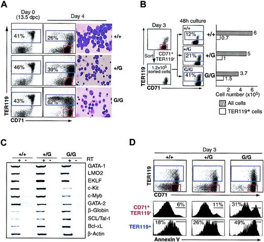 Figure 3. Increased differentiation and apoptosis of PU.1G/G FL erythroid precursors. (A) Differentiation of erythroid cells. FL cells were analyzed for CD71 and TER119 expression after a 4-day culture. The cells normally amplified in these cultures are CD71+TER119– (red gate). Mature erythroid cells are TER119+ (black gate). Photos show the morphology of cells from day-4 cultures, as evaluated by May-Grünwald-Giemsa staining. Proerythroblasts and erythroblasts are large cells with big nuclei and dark blue cytoplasm; differentiated erythroid cells are small with light cytoplasm. Original magnification, × 400. (B) Increased differentiation of sorted CD71+TER119– PU.1G/G cells. After 3 days of culture, CD71+TER119– cells were purified and reseeded in erythroid medium. Cells were counted after 48 hours and stained for TER119 and CD71 expression. Bar graphs display the total number of cells versus the number of TER119+ cells in each culture. (C) Genes expressed by PU.1G/G erythroid precursors. RNA was extracted from sorted CD71+TER119– cells after 5 days of culture. Expression of the indicated genes was assessed by RT-PCR. “+” or “–” RT indicates the presence or not of reverse transcriptase in the assay. All experiments were performed in erythroid medium. All are representative of more than 3 experiments. (D) Increased apoptosis of PU.1G/G erythroid precursors. The 13.5-dpc FL cells were cultured for 3 days in erythroid medium. Cells were then stained for annexin V positivity. The intensities of annexin V staining are shown for immature CD71+TER119– and mature TER119+ cells. The figure is representative of 4 experiments, analyzing cells from 7 PU.1G/G, 4 PU.1+/G, and 4 WT fetuses.