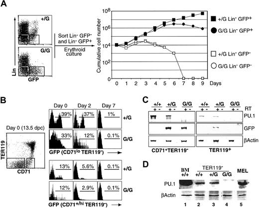 Figure 4. PU.1 expression is tightly regulated during FL erythropoiesis. (A) Erythroid precursors are GFP-positive (GFP+). The 13.5-dpc Lin– GFP+ and Lin– GFP– cells were purified and cultured in erythroid medium. Starting from 104 cells, the number of cells in each culture was quantified daily. Lin–: B220–Gr1–TER119–-CD3–F4/80–CD16/32–NK1.1–. (B) GFP expression is lost in culture. The 13.5-dpc PU.1+/G and PU.1G/G FL cells were cultured. GFP expression in the CD71loTER119– and CD71+/hiTER119– populations was measured after indicated times of culture. (C) PU.1 is expressed in “GFP-negative” erythroid progenitors and down-regulated in differentiated erythrocytes. Immature CD71+TER119– and mature TER119+ cells were purified after 7 days of culture (these cells are GFP-negative by flow cytometry) and analyzed for PU.1 and GFP expression by RT-PCR. The residual PU.1 and GFP mRNAs detected in TER119+ cells are probably due to contaminating TER119– cells (about 5%). (D) Erythroid progenitors synthesize PU.1. Western blot of nuclear extracts from FL cells cultured for 7 days, and depleted of TER119+ cells, total BM, and MEL cells using antibodies for PU.1 and β-actin. All experiments were performed in erythroid medium and are representative of more than 3 experiments.