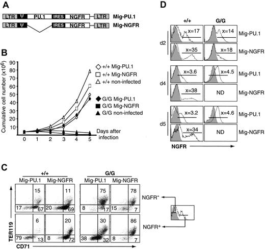 Figure 5. Rescue of erythroid progenitor defects by PU.1 reexpression. (A) Diagrams of the retroviral constructs used to transduce erythroid progenitor cells. Mig-NGFR is an MSCV-based retrovirus with an internal ribosomal entry site (IRES) and NGFR sequence insert.24 Mig-PU.1 encodes the entire PU.1 protein. (B) Expansion of transduced erythroid progenitors. The 12.5- or 13.5-dpc FL cells (2 × 106 to 4 × 106) were plated in erythroid medium for 2 days, transduced or not with retrovirus (day 0), and cell numbers counted each following day. The initial burst of proliferation in PU.1G/G FL cultures (Figure 2A) occurred in the first 2 days before transduction and thus is not represented in this graph. (C) PU.1 blocks erythroid differentiation. Two days after transduction, NGFR-negative and NGFR-positive cells from WT and PU.1G/G cultures were analyzed for their expression of TER119 and CD71. The gray histogram indicates background staining of noninfected cells. Numbers denote the percentage of cells in each quadrant. Similar results were obtained 5 days after transduction. (D) PU.1hi-expressing cells rapidly die in culture. NGFR expression was monitored over time in erythroid cultures. The gray histograms represent background staining of noninfected cells. The NGFR mean fluorescence intensity (MFI = x) for each gated population is indicated in the histograms. The MFI of noninfected cells is 0.3 for WT and 1.3 for G/G. These results represent 1 of 3 experiments. ND indicates not done.