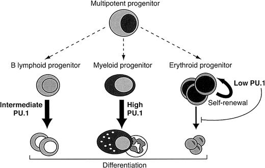 Figure 7. Revised model for PU.1 function in hematopoiesis. PU.1 induces differentiation in B-lymphoid and myeloid progenitor cells. Conversely, PU.1 stimulates self-renewal and prevents differentiation in erythroid progenitors. Relative PU.1 levels in the different lineages are indicated.