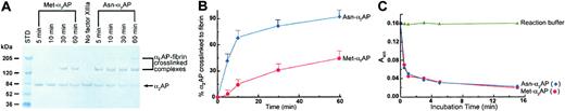 Figure 1. Met-α2AP and Asn-α2AP cross-linking to fibrin and their plasmin-inhibitory activity. (A) Time-dependent cross-linking of Met-α2AP and Asn-α2AP to fibrin by FXIIIa catalysis. Solutions of purified human α2AP, fibrinogen, and FXIII were clotted with thrombin and CaCl2, and at the indicated times above each gel lane, clotting was terminated by solubilizing in urea-SDS-DTT. Non–cross-linked α2AP and α2AP-fibrin cross-linked complexes were detected by immunoblot analysis. (B) Densitometric analysis of the percent incorporation of α2AP into fibrin. Each data point is the mean ± SD of 3 experiments. (C) Plasmin-inhibitory activity of Met-α2AP and Asn-α2AP. In control sample, α2AP was replaced with reaction buffer. Each α2AP was incubated with an equimolar amount of plasmin for selected incubation periods, and then using a plasmin chromogenic substrate (S-2251) residual plasmin activity was assayed by a published method.10 Each data point is the average of 2 experiments.