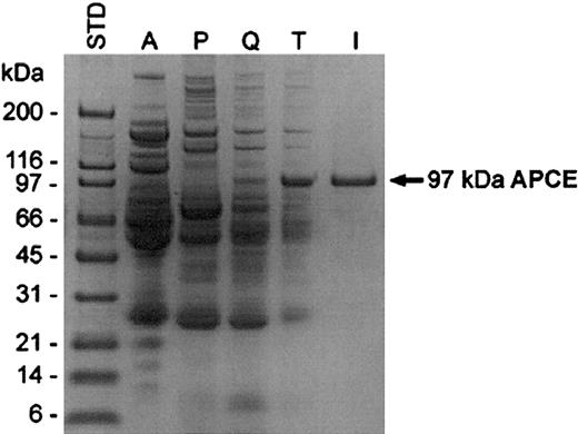 Figure 3. Purification of APCE. Coomassie blue–stained gel analysis of the activity pool from each purification step. Proteins were analyzed on a 10% to 20% gradient SDS-PAGE under reducing conditions. STD indicates molecular-weight standards; A, ammonium sulfate fraction (15%-40%); P, phenyl-Toyopearl chromatography fraction; Q, Q-Sepharose chromatography fraction; T, T-gel thiophilic chromatography fraction; and I, immunoaffinity chromatography fraction.