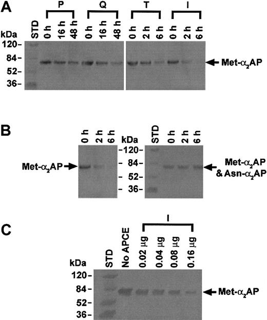 Figure 4. Immunoblot analysis of Met-α2AP cleaving activity of APCE in pooled fractions from each chromatographic step. (A) APCE activity increased at each successive purification step. P, Q, T, or I represents APCE activity of each chromatographic pool of samples with Z-Gly-Pro-AMC cleaving activity. The total protein used from each chromatographic step was as follows: P, 54 μg; Q, 9 μg; T, 0.6 μg; or I, 0.2 μg. Met-α2AP cleavage was demonstrated by immunoblot analysis using an antibody specific for its N-terminal peptide. (B) Incubation of Met-α2AP with the APCE activity pool from immunoaffinity chromatography (0.2 μg) diminished in a time-dependent manner when assessed by an antibody specific for the N-terminal peptide of Met-α2AP (left panel), but did not diminish α2AP band intensity or generate bands less than 70-kDa when assessed by a monoclonal antibody to the C-terminal region of Met-α2AP or Asn-α2AP (right panel). (C) APCE (amount shown above each gel lane) concentration-dependent cleavage of Met-α2AP (5 μg) detected by an antibody specific for Met-α2AP.