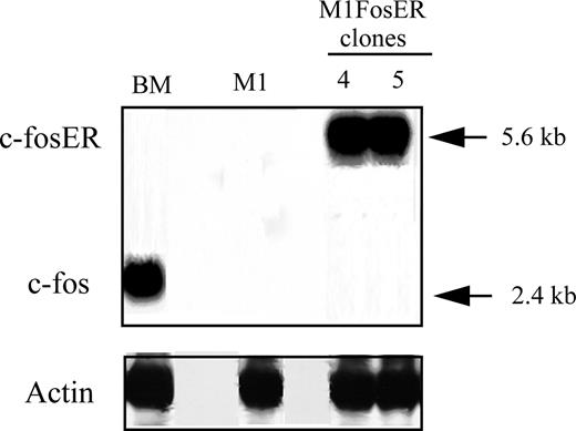 Figure 1. Establishment of MlFosER cell lines. M1 cell lines that conditionally express c-Fos (MlFosER) levels comparable to myeloblasts cultured with LUCM for 3 days have been established by infection with a retroviral vector containing the chimeric foser transgene, under control of the MSCV promoter. The murine c-fos cDNA was ligated to the hormone-binding domain of the human estrogen receptor (ER), encoding for a chimeric FosER protein whose activity is dependent on the presence of β-estradiol. RNA expression was analyzed by hybridization of a c-fos probe to Northern blots, using total RNA (10 μg/lane).