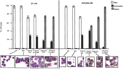 Figure 3. Activation of FosER increases the propensity of M1 cells to be induced for differentiation by IL-6. Cells were treated as indicated, and after 3 days the morphology of at least 300 cells on May-Grunwald-Giemsa-stained cytospin smears was determined as detailed in “Materials and methods” (photomicrographs; original magnification, × 400). The proportion of immature blast cells, cells at intermediate monocyte stage, and mature macrophages was calculated. NT indicates not treated. Data presented are an average (± SD) of at least 3 experiments.