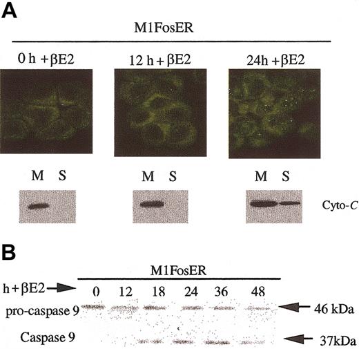 Figure 4. Fos-mediated apoptosis is mediated via the cytochrome c-caspase-9 pathway. (A) Analysis of cytochrome c release. Cytospin smears of untreated and βE2-treated MlFosER cells were analyzed for the redistribution of cytochrome c using immunohistochemistry with an anti-cytochrome c FITC-conjugated antibody (Stratagene) at 1 μg/mL (photomicrographs, original magnification × 400). In addition, at the indicated time points, 2 × 107 cells were collected and lysed. After pelleting of unlysed cells and nuclei, the mitochondrial fraction (M) and cytosolic supernatant fraction (S) were separated by centrifugation at 13 000g. For Western blot analysis, 10 μg mitochondrial and 20 μg supernatant fraction were resolved on a 15% SDS-PAGE gel, and an anti-cytochrome c antibody (murine; Pharmingen) was used to detect cytochrome c. (B) Analysis of procaspase-9 cleavage. Protein lysates were collected from cells at designated time points after treatment with estrogen and resolved on a 10% SDS-PAGE gel using 50 μg/well. Gels were transferred to PVDF membranes (Millipore) and probed with primary antibody recognizing the pro and cleaved form of caspase-9 (4 μg/mL; Stressgen). Signal was detected using an HRP-linked secondary antibody (Santa Cruz Biotechnology) and the Pierce detection system.