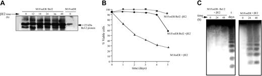 Figure 5. Ectopic Bc1-2 protects MlFosER cells from Fos-mediated apoptosis. (A) MlFosER/Bcl-2 cell lines were established by infecting MlFosER cells with MSCV-Bcl-2/puro retroviral vectors followed by selection of cells in G418 and puromycin as described in “Materials and methods.” At designated time points after estrogen addition MlFosER/Bcl-2 cells (clone 2) were collected, lysed in RIPA buffer, resolved on a 12.5% SDS-PAGE gel, and analyzed for Bc1-2 expression by Western blotting. After blocking in 5% milk, blots were incubated with 1 μg/mL anti-Bcl-2 primary antibody (Santa Cruz Biotechnology; 1:5000), and the signal was detected using the ECL system. (B). Indicated cells were seeded at 0.1 × 106 cells/mL in the presence and absence of estrogen, and viability was assessed by trypan blue dye exclusion. Percent viability at each time point is an average of at least 3 experiments, with a standard deviation of up to 12% (ie, 30% ± 3.6%). (C) For analysis of DNA ladders, high-molecular weight DNA was extracted from 1 × 107 cells at indicated time points after treatment with estrogen (2 mM), and 10 μg/lane was resolved on a 2% agarose gel as described in “Materials and methods.”