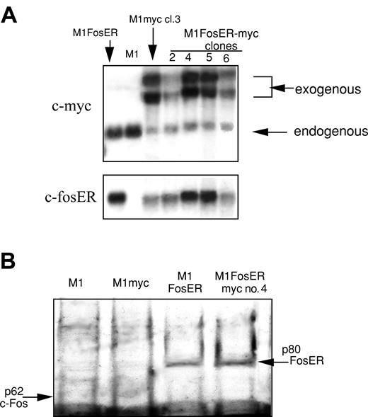 Figure 6. Establishment of MlFosER cell lines that express deregulated c-Myc (MlFosER-myc). (A) MlFosER-myc and M1myc cells were established by infecting MlFosER and M1 cells, respectively, with the MSCV-myc/puro retroviral vector, followed by selection of cells in G418 + puro or puro as described in “Materials and methods.” Indicated clones were tested for c-Myc and c-FosER RNA expression using RNA blots. RNA (10 μg/lane) was resolved on a 1% agarose formaldehyde gel and transferred to nylon membranes (Duralon) for Northern blot analysis. Blots were hybridized with 32P-labeled c-Myc probe, then stripped and rehybridized with a c-fos probe (to detect c-fosER RNA; none of the clones expressed endogenous c-fos) as described in “Materials and methods.” (B) Western blot to test for FosER expression. Protein lysates were prepared from indicated cell lines, and 50 μg/well was run on a 10% SDS-PAGE gel. The gels were transferred onto a PVDF membrane (Millipore) and probed with a primary antibody specific for c-Fos (Santa Cruz Biotechnology). Detection of signal was done as described in “Materials and methods.”