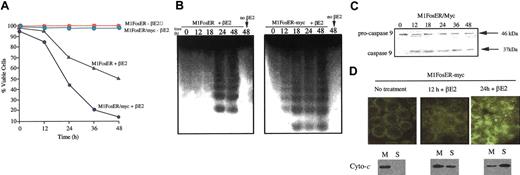 Figure 7. Deregulated c-Myc enhances the c-Fos apoptotic pathway. (A) Cell viability. Cells were seeded at 0.1 × 106 cells/mL in the absence or presence of estrogen. At each time point cell viability was determined by trypan blue dye exclusion as described in “Materials and methods.” Data shown are representative of at least 3 experiments that were conducted using MlFosER-myc clones 4 and 5. (B) DNA fragmentation. At least 107 cells were harvested at indicated times after treatment with estrogen, and high-molecular-weight DNA was extracted and resolved on a 2% agarose gel using 10 μg/lane, as described in “Materials and methods.” Similar data were obtained using MlFosER-myc clones 4 and 5; results are shown for clone 4. (C) Analysis of procaspase-9 cleavage. Protein lysates were collected from cells at designated time points after treatment with estrogen and resolved on a 10% SDS-PAGE gel using 50 μg/well. Gels were transferred to PVDF membranes (Millipore) and probed with primary antibody recognizing both the pro and the cleaved forms of caspase-9 (4 μg/mL; Stressgen). Signal was detected using an HRP-linked secondary antibody (Santa Cruz Biotechnology) and the Pierce detection system. (D) Analysis of cytochrome c release. Cytospin smears of untreated and βE2-treated MlFosER cells were analyzed for the redistribution of cytochrome c using immunohistochemistry with an anti-cytochrome c FITC-conjugated antibody (Stratagene) at 1 μg/mL (photomicrographs, original magnification × 400). In addition, at the indicated time points, 2 × 107 cells were collected and lysed. After pelleting of unlysed cells and nuclei, the mitochondrial fraction (M) and cytosolic supernatant fraction (S) were separated by centrifugation at 13 000g. For Western blot analysis, 10 μg mitochondrial and 20 μg supernatant fraction were resolved on a 15% SDS-PAGE gel, and an anti-cytochrome c antibody (murine; Pharmingen) was used to detect cytochrome c.