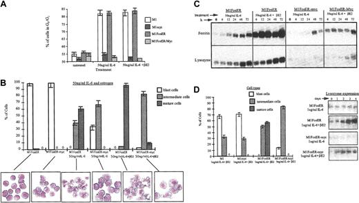 Figure 8. Fos expression in M1 cells partially abrogates the c-Myc block in myeloid differentiation and increases propensity of the cells to be induced for differentiation by IL-6. (A) Cell cycle analysis. Indicated cell types, either untreated or 3 days after treatment, were collected and subjected to FACS analysis as described in “Materials and methods.” Data shown are representative of at least 4 experiments. (B) Morphologic characteristics of myeloid differentiation. May-Grunwald-Giemsa-stained cytospin smears of indicated cell types, untreated or treated for 3 days, were assessed for morphologic markers associated with various stages of differentiation. At least 300 cells were scored to obtain the proportion of immature blast cells, cells at intermediate monocyte stages of differentiation, and mature macrophages. Data are an average (± SD) of at least 3 experiments that yielded similar results. Representative photomicrographs (original magnification, × 400) of cytospin smears are shown. (C) Expression of the macrophage differentiation markers ferritin and lysozyme. RNA was extracted from cells collected at indicated times following treatments. RNA was resolved on a 1% agarose formaldehyde gel and transferred to nylon membranes (Duralon) for Northern blot analysis. Blots were hybridized with a 32P-labeled ferritin probe, then stripped and reprobed with a 32P-labeled lysozyme probe as described in “Materials and methods.” Hybridization to an actin probe was used to ensure equal loading of RNA, as shown for Figure 2. (D-E) Increased propensity of MlFosER-myc cells to be induced for differentiation by suboptimal (1 ng/mL) IL-6. (D) Cell morphology following treatment with estrogen and suboptimal dose (ng/mL) of IL-6. May-Grunwald-Giemsa-stained cytospin smears of cells treated for 3 days with 1 ng/mL IL-6 plus estrogen were analyzed for morphologic differentiation characteristics. At least 300 cells were scored. (E) Lysozyme expression following treatment with estrogen plus 1 ng/mL IL-6. RNA blots (10 μg RNA/lane) were prepared with total RNA obtained at indicated time points after treatment and hybridized with a lysozyme cDNA probe labeled with 32P.