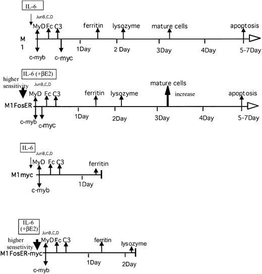 Figure 9. Effect of c-Fos on the c-myc-mediated block in myeloid differentiation.