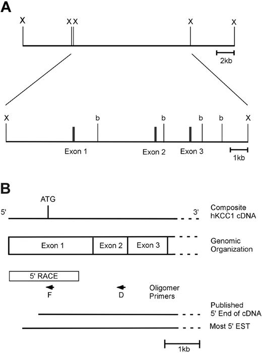 Figure 1. The 5′ end of the human KCC1 gene. (A) Genomic organization of the 5′ end of the human KCC1 gene. One clone containing the KCC1 gene was isolated from a human genomic DNA library. This clone spanned a distance of approximately 90 kb and contained exons 1 to 3 of the KCC1 cDNA in an approximately 13.5-kb XbaI fragment. A partial restriction map of this 13.5-kb fragment with BamHI (b) and XbaI (X) is shown. (B) Structure of the 5′ end of the human KCC1 cDNA. A diagram of the 5′ end of the human KCC1 cDNA is shown. The location of the initiation codon is shown, as is the location of intron/exon boundaries. Box denotes sequences obtained by 5′ RACE. Arrows denote oligonucleotide primers used in 5′ RACE. 5′ ends of the published cDNA and the 5′-most EST (IMAGE 5174748) are shown.