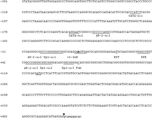 Figure 2. 5′ Flanking genomic DNA sequence. Nucleotide sequence of the 5′ flanking genomic DNA of the human KCC1 gene is shown. Consensus sequences for potential GATA and AP-2 DNA-protein binding sites are underlined; potential Sp1-binding sites are also underlined. A indicates the transcription initiation site +1 contained within the InR. The initiator methionine is marked by a dotted line. The 5′ ends of the published cDNA (Pub) and of the 5′-most EST (EST) are shown. Sequences beginning intron 1 are in lowercase. The arrowhead indicates the end of exon 1.
