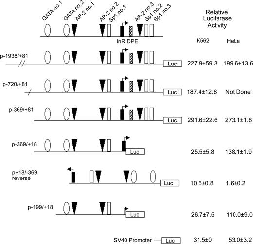 Figure 3. Activity of the KCC1 gene promoter in erythroid and nonerythroid cell lines in transient transfection assays. Plasmids containing 5′ flanking DNA of the KCC1 gene inserted upstream of the firefly luciferase gene were transfected into K562 or HeLa cells as described in “Materials and methods.” Relative luciferase activity was expressed as that obtained from the test plasmids compared with the activity obtained from the promoterless plasmid pGL2B plasmid, taking into account the transfection efficiency. Data are mean ± SD of at least 6 independent transfection experiments.