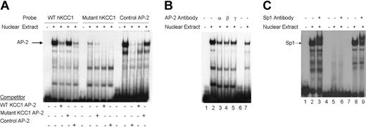 Figure 4. Gel mobility shift assays of the AP-2 and Sp1 sites of the hKCC1 gene promoter. Gel mobility shift assays using oligonucleotide probes corresponding to the AP-2 site 2 and Sp1 site 1 consensus-binding sequences of the human KCC1 promoter were performed using K562 nuclear extracts. (A) The probe used in lanes 1 to 5 corresponds to wild-type KCC1 AP-2, the probe used in lanes 6 to 10 corresponds to mutant KCC1 AP-2, and the probe used in lanes 11 to 15 corresponds to a control AP-2. Unlabeled, double-stranded oligonucleotide was added to the reactions as competitor where indicated. (B) The probe used in lanes 1 to 5 corresponds to wild-type KCC1 AP-2, and the probe used in lanes 6 and 7 corresponds to control AP-2. Specific AP-2 antibody was added to the reaction mixtures where indicated. (C) The probe used in lanes 1 to 3 corresponds to wild-type KCC1 Sp1, the probe used in lanes 4 to 6 corresponds to mutant KCC1 Sp1, and the probe used in lanes 7 to 9 corresponds to control Sp1. Specific Sp1 antibody was added to the reaction mixtures where indicated.