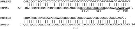 Figure 6. Comparison of human and murine KCC1 core promoter sequences. The AP-2, Sp1, InR, and core DPE sites are conserved between species. The bold A indicates the transcription insertion site.
