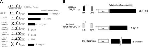 Figure 7. InR and DPE are both critical for hKCC1 promoter function. (A) Plasmids containing minimal hKCC1 gene promoter fragments inserted upstream of the firefly luciferase gene were transfected into HeLa cells and luciferase activity was determined as described in “Materials and methods.” Mutations are marked with the letter X. See “Materials and methods” for details. Data are mean ± SD of at least 6 independent transfection experiments. (B) Plasmids containing either a minimal wild-type hTAFII55 promoter fragment or an hTAFII55 promoter fragment with the InR and DPE elements replaced by the human KCC1 InR and DPE elements, inserted upstream of the firefly luciferase gene, were transfected into HeLa cells, and luciferase activity was determined as described.