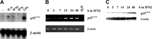 Figure 1. Expression of p15Ink4b in response to treatment with growth arrest stimuli. (A) M1 cells were cultivated in the presence of IL-6, IFNβ, IFNγ, and LPS, all of which are known to induce growth arrest. Twenty-four hours following treatment with these agents, cells were harvested and total RNA was isolated. Northern analysis was carried out using a p15Ink4b cDNA probe. To control for sample loading, the same blot was rehybridized with a β-actin probe. (B) RT-PCR analysis of p15Ink4b expression in M1 cells cultivated in the presence of IFNβ for 0, 3, 7, 14, 24, and 48 hours. To control for sample loading, β-actin cDNA was amplified from the same RNA samples. (C) Western blot analysis of M1 cells that were treated with IFNβ for 0, 3, 7, 14, 24, and 48 hours, using a monoclonal antibody against p15Ink4b and an antibody against β-actin.