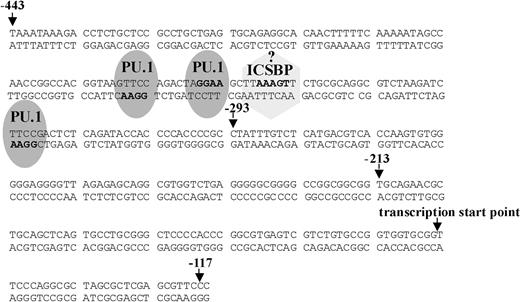 Figure 3. Potential transcription factor binding sites in the Ink4b promoter sequence. Shown is the sequence from -443 to -117 bp of the Ink4b promoter. Marked are potential PU.1 and ICSBP binding sites, identified according to their reported core-binding motifs (in boldface).