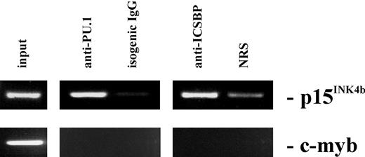 Figure 7. PU.1 and ICSBP are both present at the Ink4b promoter region. Chromatin immunoprecipitation (ChIP) analysis was performed with M1 cells cultivated in the presence of IFNβ for 16 hours. Cross-linked protein-DNA complexes were precipitated by addition of antibodies against PU.1 or ICSBP to the cell lysates and analyzed by PCR for the presence of the Ink4b promoter region or for the c-myb promoter region as a negative control. As an additional negative control, normal rabbit serum or isogenic IgGs was used for precipitation.