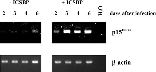 Figure 8. Expression of ICSBP in ICSBP-/- cells activates the Ink4b promoter. Tot2 cells were cultivated for 2, 3, 4, or 6 days following transduction with an ICSBP-expressing vector. The cells were harvested and total RNA was isolated. The p15Ink4b cDNA was amplified by RT-PCR using 50 ng of total RNA. To control for sample loading, β-actin cDNA was amplified from the same RNA samples.