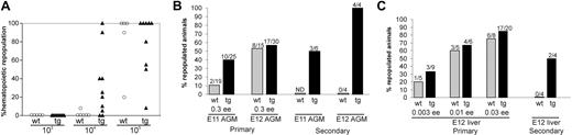 Figure 6. Increased HSC activity in the bone marrow, AGM, and liver of Bcl-2-overexpressing transgenic animals. (A) HSC activity in the BM of Bcl-2-overexpressing mice. Whole BM from a male Ln 479 transgenic (tg) and a nontrangenic (wt) littermate was injected at different limiting doses (103, 104, and 105 cells) together with 105 female BM cells into irradiated female recipients. At 4 months after transplantation, the peripheral blood of the recipient was analyzed in a semiquantitative manner for male donor hematopoietic cells. Black triangles represent individual recipients engrafted with Bcl-2 BM, and gray circles indicate individual recipients engrafted with wt BM. Results of competitive repopulation experiments for Ln 479 transgenic and nontransgenic littermates are shown. A greater than 10% engraftment level in the peripheral blood was used as the criterion for positive HSC repopulation. Ln2 transgenic BM gave similar results (not shown). (B-C) Transplantations were performed with E11 AGM, E12 AGM Ln 479 transgenic (▪; panel B), and E12 liver cells (▪; panel C), as well as nontransgenic control cells (▦). The combined results of 2 independent transplantation experiments show the percentage repopulated recipients (y-axis) and the number of mice positive/the number of total mice injected for each group. ee indicates embryo equivalents injected; and ND, not done. All recipients considered positive at more than 4 months after transplantation showed donor-derived cell engraftment levels exceeding 10% by semiquantitative PCR. In general, a higher percentage of repopulated recipients is seen with Bcl-2 transgenic midgestation AGM and liver cells than with wild-type littermate cells. Results of secondary transplantations are shown on the right. BM cells from primary recipients injected with E11 AGM, E12 AGM, and E12 liver were transplanted in limiting dilutions into irradiated adult secondary recipients. The percentage of repopulated recipients and the number of mice positive/the number of total mice injected are shown for each group. The BM cells of the primary recipients injected with E11 AGM, E12 AGM, and E12 liver cells that were used for secondary transplantation were 75% to 100% repopulated by donor-derived cells. Results were obtained at more than 4 months after transplantation by PCR analysis of peripheral blood DNA. Again, a higher percentage of repopulated recipients is seen with Bcl-2 transgenic as compared with wild-type littermate cells.