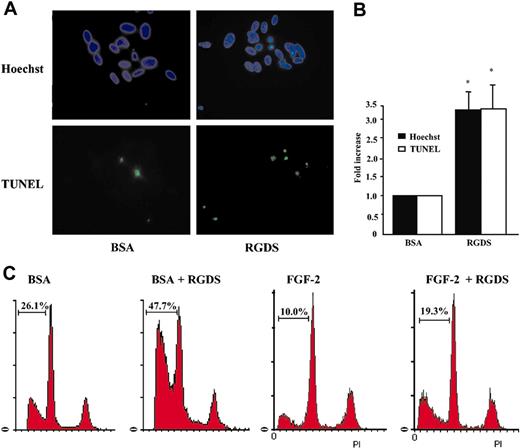 Figure 6. Apoptosis induction. Apoptosis of HUVECs seeded on collagen IV (50 μg/mL) was evaluated after 24 hours of RGDS (500 μg/mL) treatment at 37°C. (A) The apoptosis was visualized by TUNEL staining and by nuclear fragmentation (Hoechst staining). Nuclei stained with Hoechst as well as TUNEL-positive nuclei were identified by means of a Zeiss Axioplan fluorescence microscope (original magnification, × 40). The images shown refer to representative experiments. (B) Apoptosis was expressed as a percent of fragmented Hoechst-positive nuclei versus total Hoechst-positive nuclei, and as a percent of TUNEL-positive nuclei versus total Hoechst-positive nuclei and was reported as fold increase versus control. Quantification performed with the 2 staining methods gave similar results. (*P < .05). Experiments were carried out in triplicate. (C) Apoptosis was quantified by FACS analysis according to the PI staining in sub-G1-phase cells. Three independent experiments were performed with similar results; one representative experiment is shown.