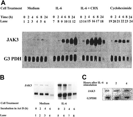Figure 1. Jak3 is a primary response gene for IL-6. (A) M1 cells were treated with medium alone (lanes 1-6), medium containing IL-6 in the absence or presence of cycloheximide (CHX, 10 μg/mL; lanes 7-18), or medium containing cycloheximide alone (lanes 19-24). Total cellular RNA was extracted at 0, 2, 4, 6, 8, and 24 hours following cytokine treatment and 20 μg RNA was used for Northern analysis. The level of expression of Jak3 was determined by hybridization to a 32P-labeled probe (upper panel). To control for the amount of RNA loaded, the membrane was stripped and reprobed with a 32P-labeled G3PDH probe (lower panel). (B) Cells were plated in IL-6-free medium (lanes 1-4) or in medium containing IL-6 (lanes 5-8) for 24 hours. Actinomycin D (Act D) was then added to the cultures and incubation was further continued for the indicated hours. RNA (20 μg) from each sample was subjected to Northern blot analysis. (C) M1 cells were stimulated with IL-6 for the indicated hours. Cells were pelleted and the labeled RNA was subjected to nuclear run-on assays as described in “Materials and methods.”
