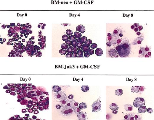 Figure 2. Ectopic expression of Jak3 in normal mouse BM cells results in accelerated macrophage differentiation in response to GM-CSF. Following infection of myeloblast-enriched BM cells from wild-type (C57BL/6) with pMSCV-neo or pMSCV-Jak3 retroviral vectors, cells were induced for differentiation with GM-CSF. Morphology was assessed by May-Grunwald and Giemsa staining at the indicated time points. Original magnification, × 20.
