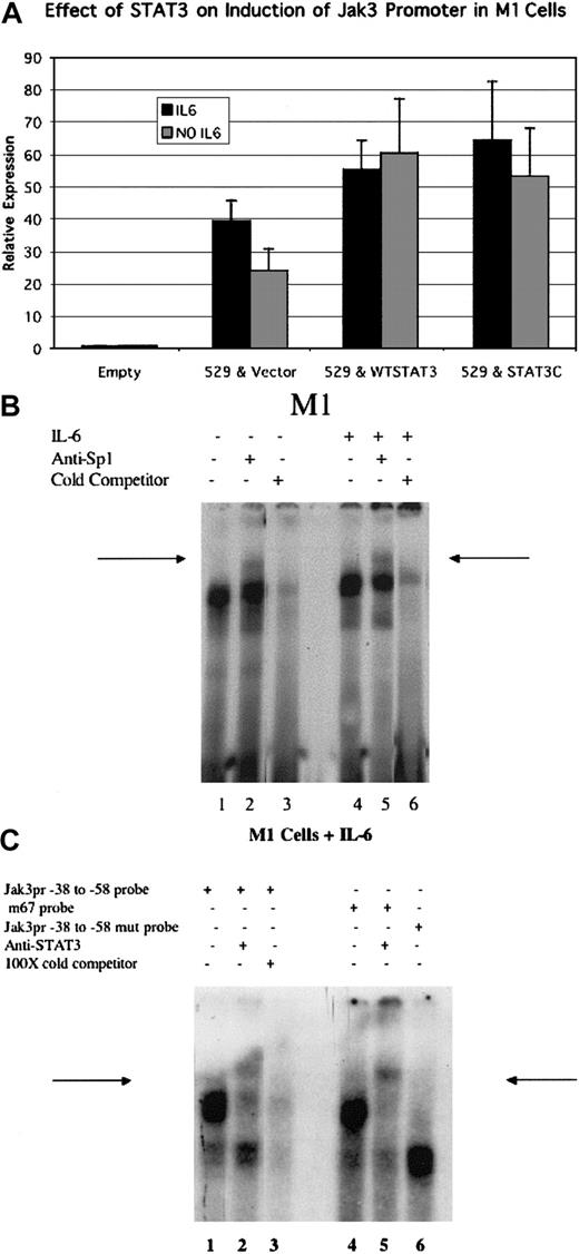 Figure 7. Cotransfection of Stat3 enhances Jak3 promoter activity in M1 cells, and Sp1 and Stat3 proteins present in nuclear lysates of M1 cells bind to a radiolabeled probe corresponding to the Jak3pr sequence. (A) Either wild-type Stat3 or a constitutively active mutant of Stat3 (Stat3-C) were cotransfected with the -529 Jak3pr construct into either unstimulated M1 cells or M1 cells stimulated with IL-6. Following a 20-hour incubation period, cells were lysed and analyzed for luciferase activity. Relative expression refers to the fold increase in luciferase activity over vector alone. Values expressed are the average of 3 independent experiments plus or minus one standard deviation. (B) EMSA analysis using a radiolabeled probe corresponding to the -39 to -89 sequence of the Jak3 promoter and nuclear lysates from M1 cells is depicted. Lanes 1 to 3 demonstrate gel shifts obtained by using nuclear lysates from unstimulated M1 cells. A band supershift is seen with the addition of anti-Sp1 antibody (arrow, lane 2). The band shift was competed away with the addition of 100-fold excess of cold -39 to -89 probe (lane 3). Lanes 4 to 6 demonstrate gel shifts obtained by using nuclear lysates from M1 cells stimulated with IL-6. A band supershift is seen with the addition of anti-Sp1 antibody (arrow, lane 5). The band shift was competed away with the addition of 100-fold excess of cold -39 to -89 probe (lane 6). (C) Lanes 1 to 3 demonstrate band shifts obtained using a radiolabeled probe corresponding to the -38 to -58 sequence of the Jak3 promoter. A band supershift is seen with the addition of anti-STAT3 antibody (arrow, lane 2). The band shift was competed away with excess of cold -38 to -58 probe (lane 3). The band shift obtained using the m67 STAT3 consensus oligonucleotide19 is seen in lane 4, and a band supershift is seen with the addition of anti-STAT3 antibody (arrow, lane 5). A different complex is obtained by using a labeled probe containing -45 and -46 A to C mutations that disrupt the -44 to -53 GAS element (lane 6).
