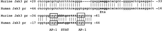 Figure 8. The human and murine JAK3 promoters share an 88-bp region of homology but use different transcription factor binding sites within that region to activate transcription of JAK3. The sequence alignment of the human and murine Jak3 promoters is shown. The sequence of the human Jak3 promoter has been described in Aringer et al.14 The Stat binding site that is necessary for transcription of the murine Jak3 gene in myeloid cells and the AP-1 and ETS sites that are necessary for maximal transcription of the human JaK3 gene in T cells are highlighted. Stat and ETS binding sites are in boldface, and the AP-1 binding sites are boxed. Positions -45A and -46A of the murine Jak3 promoter are denoted with capital letters. When these 2 bases are mutated together (-45 and -46 A to C), activity of the Jak3 promoter in M1 cells is markedly reduced.