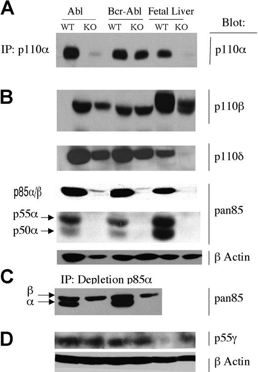 Figure 4. Expression of PI3K isoforms. Lysates or immunoprecipitates (IP) from wild-type and Pik3r1 null (WT and KO) cells transformed by v-ABL or BCR-ABL were immunoblotted with the indicated antibodies. (A) p110α was detected by IP and immunoblotting. (B) p110β, p110δ, p85α, p85β, p55α, and p50α were detected by direct immunoblotting; β-actin was used as a loading control. (C) To optimize detection of p85β with anti-pan-p85, lysates were first subjected to partial immunodepletion of p85α using a specific mAb. p55γ was detected by direct immunoblotting; β-actin was used as a loading control. Isoform blots are representative of 2 to 6 cell lines per genotype.