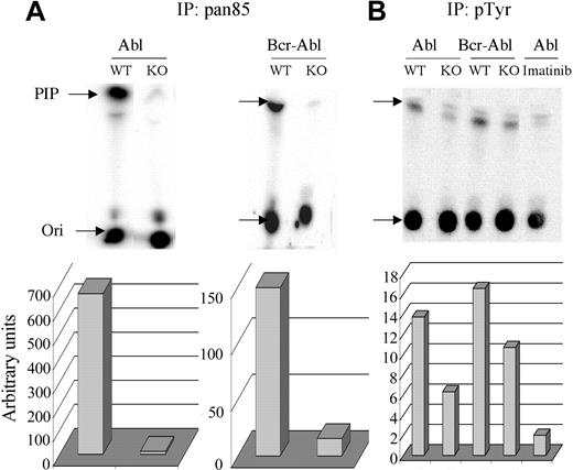 Figure 5. Measurement of total and phosphotyrosine-associated PI3K activity. Lysates from 1 × 106 cells from WT and KO cells were immunoprecipitated with pan85 antibody (A) or lysates from 5 × 106 cells with pTyr antibody (B). Imatinib was included for 15 minutes prior to cell lysis in the indicated sample (v-ABL WT). Immune complexes were subjected to an in vitro PI3K assay using phosphatidylinositol as substrate and the products resolved by thin-layer chromatography (Ori indicates origin). Radioactivity in the phosphatidylinositol-3-phosphate product (PIP, indicated by arrow) was quantitated by phosphoimager and graphed below. Similar results were obtained in 3 independent experiments of 2 different cell lines per genotype. The specificity of the immune complex kinase assays was verified in control experiments showing that kinase activity was completely blocked by in vitro treatment with wortmannin (50 nM), a selective PI3K inhibitor (not shown).