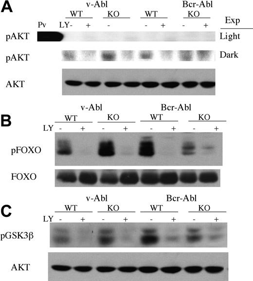 Figure 6. Comparable expression and phosphorylation of downstream targets of PI3K signaling. Cell lines were incubated with LY294002 or diluent alone (0.1% EtOH) for 15 minutes before lysis. Per sample, 40 μg protein was resolved by SDS-PAGE, transferred to nitrocellulose, and immunoblotted with antibodies to phosphorylated forms of Akt (A), FOXO (B), or GSK3β (C). Total Akt or total FOXO1 was used as a loading control. Pv indicates pervanadate; Exp, exposure to film: light (upper panel) and dark (lower panel). Data represent at least 3 different experiments and at least 2 different cell lines for each genotype.