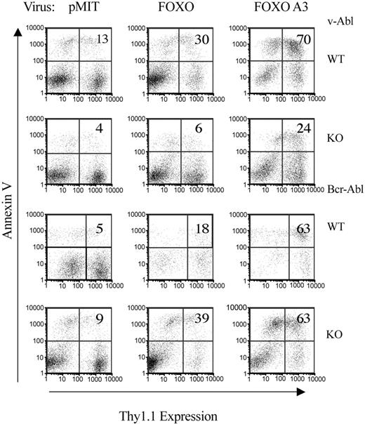 Figure 7. Overexpression of FOXO protein promotes apoptosis. Transformed pro/pre-B cells were retrovirally infected with pMIT, FOXO3a, or FOXO3a(A3) and analyzed by FACS 48 hours after infection. The extent of apoptosis in cells with different levels of Thy1.1 expression was determined by Annexin V staining. The numbers in the upper-right quadrant represent the fraction of Thy1.1-positive cells that is Annexin V-positive. Data are representative of 3 experiments and 1 to 2 cell lines per genotype.