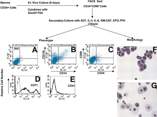 Figure 3. CD34+CD90+ cells exposed to 5azaD and TSA are capable of differentiating into multiple blood cell lineages. Displayed is the schema used to evaluate the differentiation potential of CD34+CD90+ cells after exposure to 5azaD and TSA. After 9 days of initial culture (described in “Materials and methods”) cells were sorted into 2 subsets, CD34+CD90+ and CD34+CD90-, and then placed in a secondary culture supplemented with IL-3, IL-6, GM-CSF, TPO, SCF, and EPO. The phenotype of cells was determined by staining with monoclonal antibodies directed toward CD41, CD71, CD11b, CD14, CD34, and CD90. Each panel shows a representative flow cytometric profile with each of these monoclonal antibodies: (A) isotype matched control; (B) CD11b and CD14; and (C) CD34+ and CD90+. (D) mAb stain with CD71 (dotted line is the matched isotype control; the continuous line represents CD71 mAb staining). (E) Single antibody stain with CD41 (dotted line is the matched isotype control; the continuous line represents CD41 mAb staining). (F-G) Cytospin preparations were stained with Giemsa and Wright stain and were viewed with a light microscope (original magnification × 400). Each panel is represented as follows: (F) CD34+CD90+ cells after 16 days of culture with pretreatment with 5azaD and TSA; and (G) marrow CD34+ cells cultured for total of 16 days, not exposed to 5azaD and TSA.