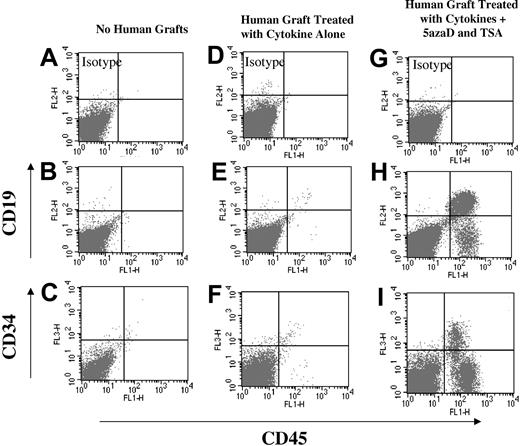 Figure 4. FACS analysis of marrow cells isolated from NOD/SCID mice 7 weeks after injection of human cell grafts. Cells were stained for human CD45, CD19, CD41, and CD34 to assess multilineage engraftment. (A-C) Analysis of a mouse (n = 1) that did not receive any human cell graft (negative control). (D-F) Analysis of the marrow from mice (n = 4) receiving cells exposed to cytokines alone. (G-I) Analysis of the marrow from mice (n = 3) receiving cells exposed to 5azaD and TSA. (A) Isotype negative control. (B) CD19 PE and CD45 FITC negative control. (C) CD34 PE and CD45 FITC negative control. (D) Isotype cytokines alone. (E) CD19 PE and CD45 FITC cytokines alone. (F) CD34 PE and CD45 FITC exposed to cytokines alone. (G) Isotype exposed to 5azaD and TSA. (H) CD19 PE and CD45 FITC of cells exposed to 5azaD and TSA. (I) CD34 PE and CD45 FITC exposed to 5azaD and TSA.