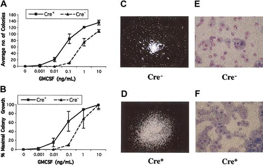 Figure 3. CFU-GM colony growth from Mx1-Cre, Nf1flox/flox and Cre- mice. (A-B) CFU-GM colony growth at various concentrations of GM-CSF. Bone marrow mononuclear cells were plated in duplicate in methylcellulose. Cre+ bone marrow from mice with MPD show a left shift in the GM-CSF dose-response curve when expressed in terms of total numbers of colonies (A) or the calculated percentage of maximal colony growth (B). Colony numbers in duplicate 1-mL plates are shown with ranges from a representative experiment. (C-D) CFU-GM colonies grown from Mx1-Cre, Nf1 flox/flox and control mice photographed at 40 × magnification. A typical CFU-GM morphology from a normal mouse is shown in panel C at 40 × magnification. The colonies grown from Cre+ mice with MPD are larger and show abnormal spreading (D). (E-F) Cytospins of CFU-GM colonies stained with Wright-Giemsa from a wild-type mouse (E) contain approximately 70% neutrophils compared with 93% monocyte-macrophage cells in Cre+ mice. Original magnification, × 500 for panels E and F.