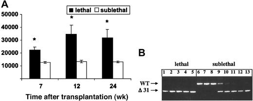 Figure 4. Adoptive transfer of marrow cells from Mx1-Cre, Nf1 flox/flox mice with MPD. (A) WBCs in recipient mice that received a lethal or sublethal dose of radiation over time. Cells from 2 Cre+ mice were injected into equal numbers of lethally and sublethally irradiated mice. Data represent the mean ± SEM. Asterisks indicate significant differences between recipients that received lethal versus sublethal radiation (P < .05). (B) PCR analysis of blood leukocytes from lethally irradiated recipients demonstrates reconstitution with mutant (Δ31) cells with absence of a signal from the wild-type host (lanes 1-5). By contrast, some sublethally irradiated recipients that were analyzed 6 months after adoptive transfer showed absence of mutant Δ31 cells (lanes 6-8), some showed repopulation with donor cells (lanes 11-13), and others demonstrated the presence of both wild-type and mutant cells (lanes 9,10). None of these sublethally irradiated recipients had developed evidence of MPD by 8 months after adoptive transfer.