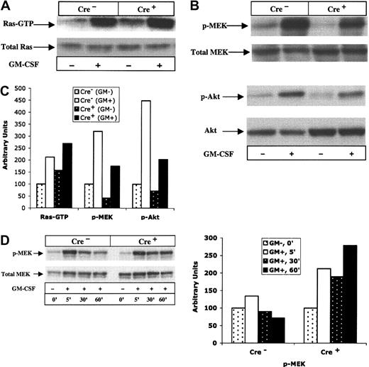 Figure 6. Signal transduction in bone marrow cells from Mx1-Cre, Nf1 flox/flox and Cre- mice. (A) Bone marrow cells from mutant and control mice showing Ras-GTP levels in unstimulated cells and 5 minutes after GM-CSF. (B) Bone marrow cells from mutant and control mice showing basal and growth factor-induced levels of phosphorylated (p)-Akt and p-MEK in response to GM-CSF (at 5 minutes). (C) Ras-GTP, p-MEK, and p-Akt from panels A and B were quantified by densitometry. (D) Mac1-positive bone marrow cells from mutant and control mice showing basal and growth factor-induced activation of p-MEK in response to GM-CSF. The time course is shown from 5 to 60 minutes. Relative p-MEK activity is shown in the right panel. Levels in mutant and control cells were normalized for background and loading, with the unstimulated sample assigned arbitrary units of 100.