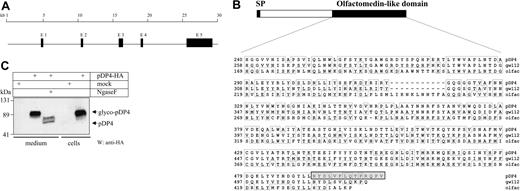 Figure 1. pDP4 is a secreted glycoprotein of the olfactomedin family. (A) Genetic locus of pDP4: The gene is expressed from 5 exons that span about 25 kb on mouse chromosome 14 (CELERA GA_x5J8B7W6JWY and NCBI accession NT_039606, gene LOC239192). Filled boxes symbolize the exons (E). (B) pDP4 is expressed as a peptide with an N-terminal signal peptide (SP) and a C-terminal olfactomedin-like domain (NCBI accession nos. XM_139161 and XP_139161 for the mRNA and peptide, respectively). The lower panel shows the peptide sequence comparison of the olfactomedin-like domains of mouse pDP4, human hGC-1/GW112, and bullfrog olfactomedin. Conserved amino acids are framed. The peptide used for generating the pDP4 antiserum is highlighted in the gray box. (C) Western blot using 60 μg of either total cell extracts or culture medium from mock or pcDNA-pDP4-HA-transfected COS-7 cells. Ngase F treatment of the culture medium extract demonstrates that pDP4 is secreted as a highly glycosylated protein. The membrane was hybridized with an antibody against the HA tag.