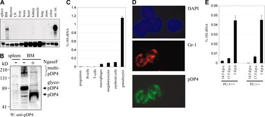 Figure 2. pDP4 is cell type specific. (A) Northern blot with total RNA from various mouse tissues showing that pDP4 is specifically expressed in small intestine and bone marrow (upper panel). The lower panel shows the hybridization of the same membrane with a GAPDH probe as a loading control. (B) pDP4 protein is expressed in bone marrow but not in spleen. Western blot using 60 μg total cell extracts from mouse spleen and bone marrow was incubated with an antiserum directed against the C-terminus of pDP4. Ngase F treatment indicates that pDP4 exists predominately as a glycosylated peptide (glyco-pDP4) in vivo. Multimerized pDP4 (multi-pDP4) can be noted as high molecular fragments. (C) Quantitative real-time RT-PCR of pDP4 transcripts using RNA from defined FACS-sorted hematopoietic cell populations. The following antibodies and mouse organs (in parentheses) were used for the sorting: B220 for B cells (spleen), CD3 for T cells (thymus), F4/80 for macrophages (bone marrow), CD41 for megakaryocytes (bone marrow), Ter119 for erythroid cells (bone marrow), Gr-1/Mac-1 for granulocytes (bone marrow), and a cocktail of all mentioned antibodies for lineage depletion to enrich progenitor cells (bone marrow). pDP4 values of 2 independent experiments are shown as percent expression of 18S rRNA ± standard deviation. (D) Immunofluorescence of a bone marrow cytospin section (original magnification, × 100) costained with anti-Gr-1 (primary)/Alexa-546 red (secondary) and anti-pDP4 (primary)/Alexa-488 green (secondary) antibody combinations as well as DAPI to visualize the nuclei. Only Gr-1+ cells costained with the pDP4 antiserum. (E) pDP4 real-time RT-PCR of intestine RNA from PU.1+/+ and PU.1-/- mice at different embryonic (d.p.c.) and newborn (d.p.p.) stages. pDP4 values of 2 independent experiments are shown as percent 18S rRNA expression ± standard deviation.