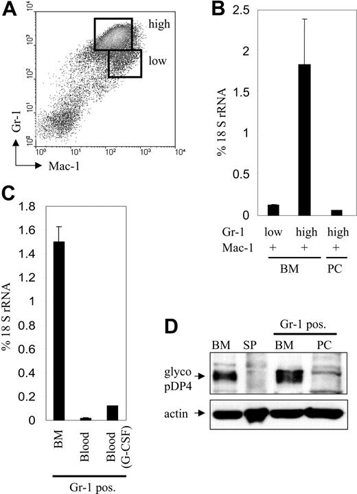Figure 3. pDP4 expression is induced during granulopoiesis in bone marrow but is down-regulated upon granulocytic mobilization. (A) Gr-1+/Mac-1+ granulocytic cells from bone marrow were further separated into mature Gr-1high/Mac-1+ and immature Gr-1low/Mac-1+ neutrophils using FACS sorting. (B) Quantitative real-time RT-PCR of pDP4 transcripts using RNA from FACS-sorted early (Gr-1low/Mac-1+) or late (Gr-1high/Mac-1+) granulocytes from bone marrow or peritoneum of thioglycollate-induced mice. pDP4 values are shown as percent expression of 18S rRNA ± standard deviation. (C) Gr-1+ granulocytes were isolated from bone marrow and peripheral blood of either uninduced or G-CSF-injected mice using MACS sorting. Real-time RT-PCR values for pDP4 transcripts of 4 mice are shown as percent of 18S rRNA. (D) Western blot with 60 μg total cell extracts from mouse bone marrow and spleen together with MACS-sorted Gr-1+ cells from bone marrow or peritoneum of thioglycollate-treated mice. The membrane was incubated with an antiserum against pDP4 followed by an anti-actin antibody to demonstrate equal protein loading.