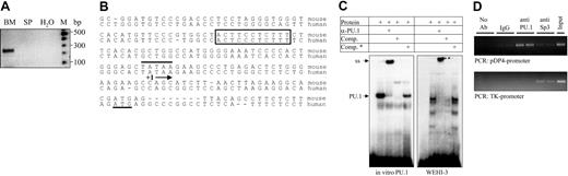 Figure 4. PU.1 binds to the pDP4 promoter in vitro and in vivo. (A) Isolation of the complete 5′ end of the pDP4 transcript by RACE PCR. Using a gene-specific antisense primer, which is located within exon 2 at bp +210, and a 5′ capping primer (for sequence see manufacturer's protocol), a single PCR fragment was amplified from bone marrow (BM) but not spleen (SP) cDNA. Sequencing of the subcloned PCR product revealed a 25-bp-long 5′ untranslated region. (B) Sequence comparison of the murine and human (CELERA database GA_x5J8B7W6JWY and NCBI accession NT_039606) pDP4 proximal promoter region showing a highly conserved PU.1-binding site (boxed), the presence of a TATA box (overlined), the transcription start site (+1 followed by an arrow), and the ATG marking the start of the coding region (underlined). The adenosine residue in the initial methionine codon corresponds to bp 26 196 078 of mouse chromosome 14 (NCBI accession NT_039606). (C) Electromobility shift (EMSA) experiment using reticulocyte lysate synthesized in vitro PU.1 (left panel) or 10 μg nuclear extract from WEHI-3 cells (right panel). The probe spanned base pairs -64 to -92 of the murine pDP4 promoter. A 50-fold excess of the cold probe with (comp.*) or without (comp.) an introduced mutation (TTCC to GCGA) was used to test the specificity of the DNA-protein interactions. ss indicates the PU.1 complex supershifted with specific antisera. (D) Chromatin immunoprecipitation (ChIP) assay to analyze PU.1 binding to the pDP4 promoter in WEHI-3 cells. The upper panel shows a PCR-amplified 0.4-kb pDP4 promoter fragment that was specifically immunoprecipitated by the anti-PU.1 antibody. The lower panel shows a control experiment demonstrating that the anti-PU.1 antibody did not pull down a 0.6-kb thymidine kinase (TK) promoter fragment from the same extracts. The input lane represents a 1:20 dilution of the supernatant from the IgG immunoprecipitation.