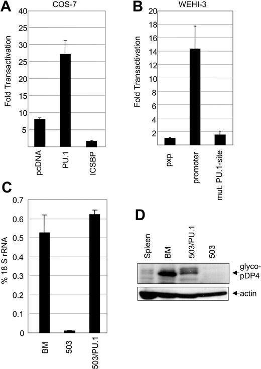 Figure 5. pDP4 promoter activity is regulated by PU.1. (A) COS-7 cells were transiently transfected with pXP2-pDP4-prom (300 ng), a plasmid that expresses a luciferase gene under the transcriptional control of the proximal 0.4-kb pDP4 promoter, along with (200 ng each) pcDNA3, pcDNA3-PU.1, or pcDNA3-ICSBP, and the reference vector pRL-CMV (50 pg). The graph shows a representative experiment of 3 independent assays ± standard deviation. (B) WEHI-3 cells, which express endogenous pDP4, were transiently transfected with (1.9 μg each) either a promoterless pXP2, pXP2-pDP4-prom, or pXP2-pDP4-prom(mut.) carrying a mutated (TTCC to GCGA) PU.1-binding site, along with the control plasmid pRL-TK (100 ng). The graph shows a representative experiment of 2 independent assays. (C) Real-time RT-PCR of pDP4 transcripts from bone marrow (BM), 503, or 503/PU.1 cells. The results were normalized to 18S rRNA values. (D) Western blot of total cell extracts (60 μg) from spleen, bone marrow, the 503 PU.1-/- line, and the 503/PU.1 line showing the absence of pDP4 protein expression in 503 cells before the retroviral restoration with PU.1. The upper panel was immunoblotted with the pDP4 antiserum while the lower panel demonstrates equal protein loading as judged by immunoblotting with an anti-actin antibody.
